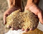 علت اصلی افزایش قیمت نان 