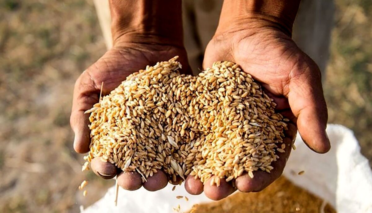 علت اصلی افزایش قیمت نان 