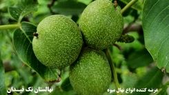 معرفی پنج نهال گردو برتر و تجاری
