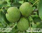 معرفی پنج نهال گردو برتر و تجاری