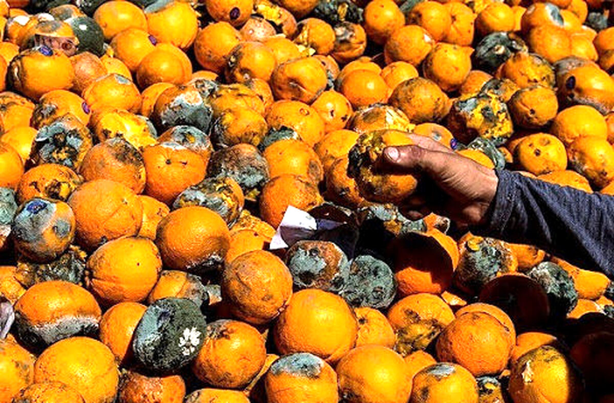 قیمت میوه شب عید اعلام شد| میوه شب عید چقدر ارزان تر در می آید؟