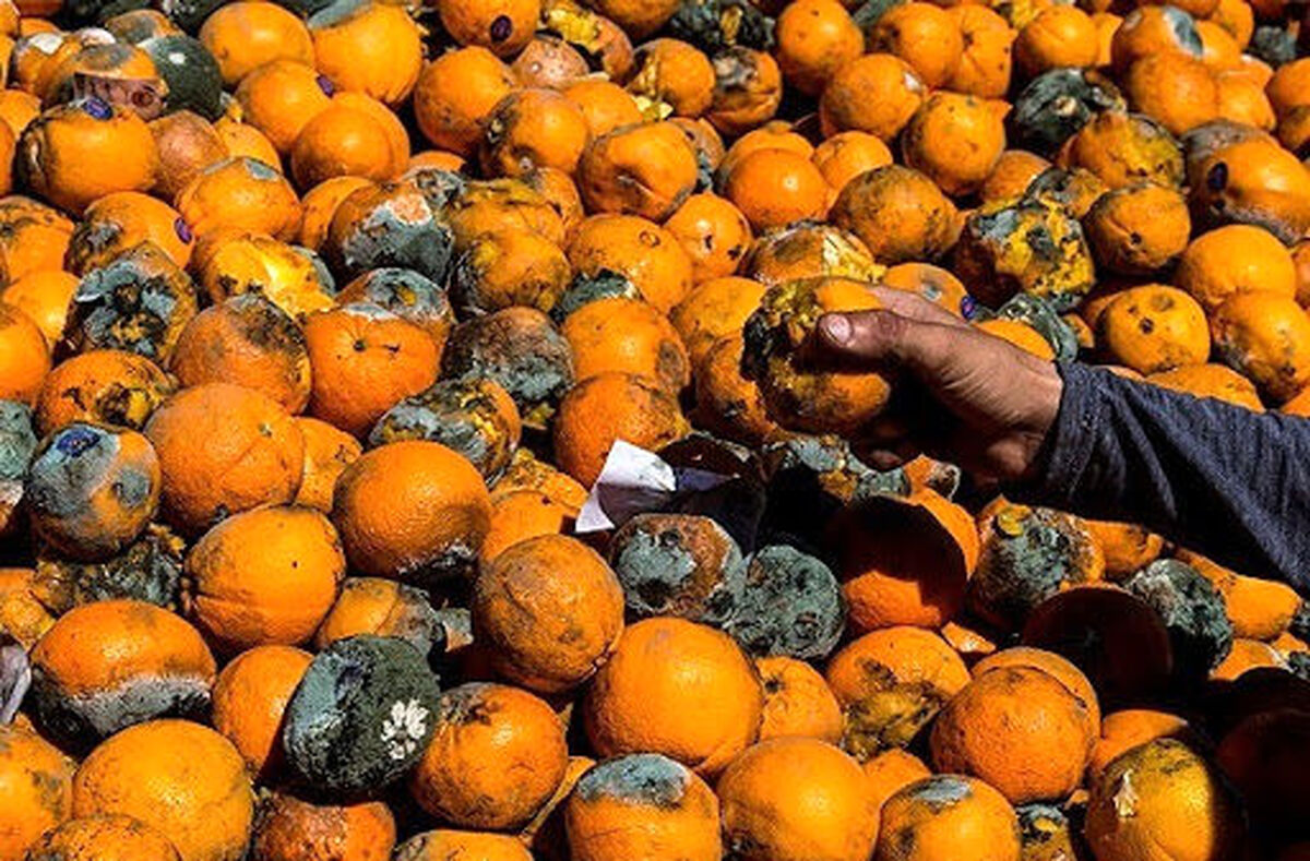 قیمت میوه شب یلدا گران شد؟ | این میوه ها لاکچری شدند