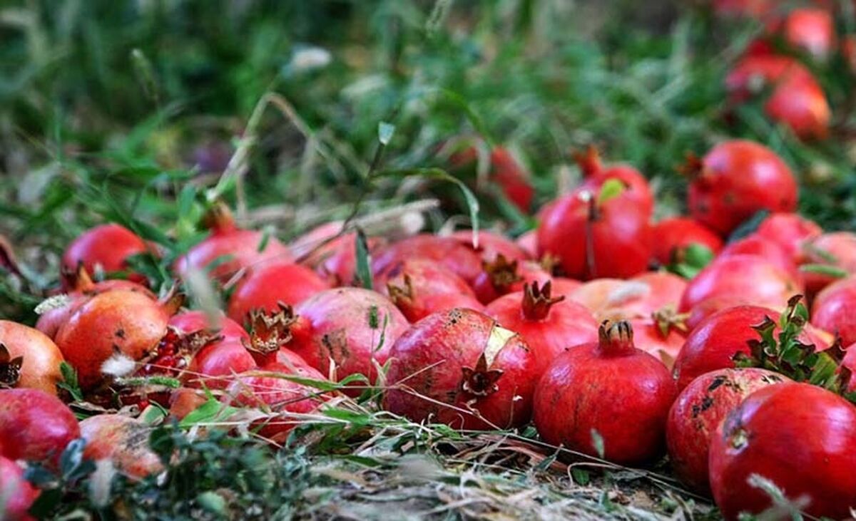 قیمت انار سر به فلک کشید!