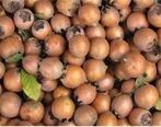 آلزایمر نمی گیرید اگر این میوه را بخورید