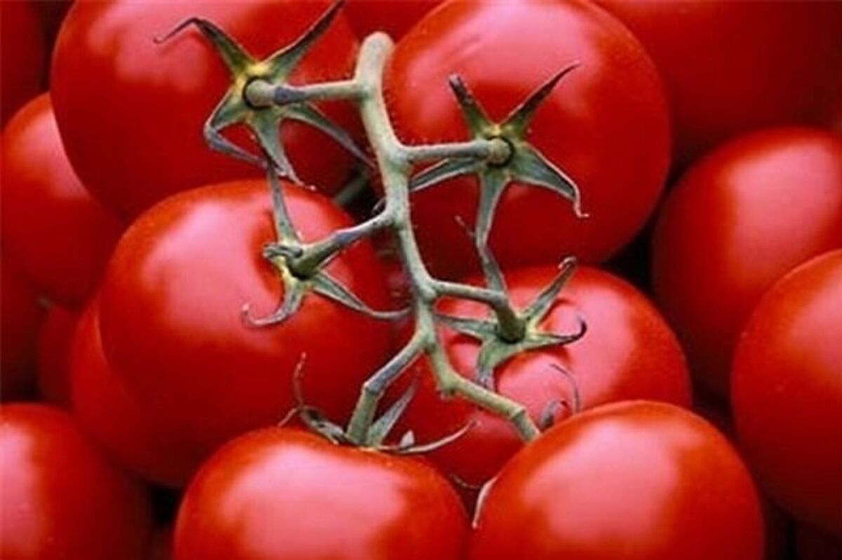 گوجه به عنوان داروی پارکینسون + جزئیات