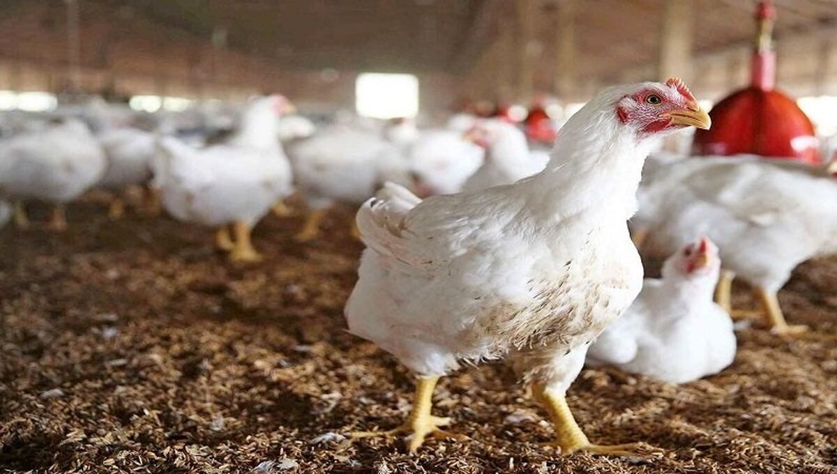 جدیدترین قیمت مرغ امروز 17 اردیبهشت