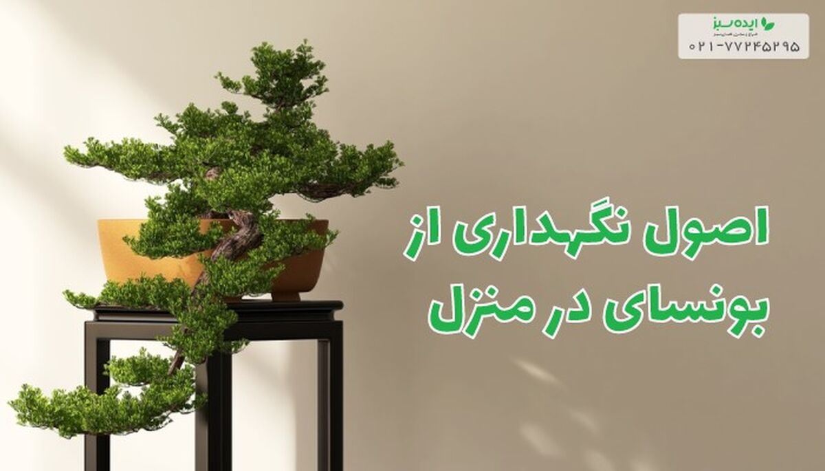 اصول نگهداری از بونسای در منزل