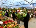 قیمت گل 400 برابر شد!