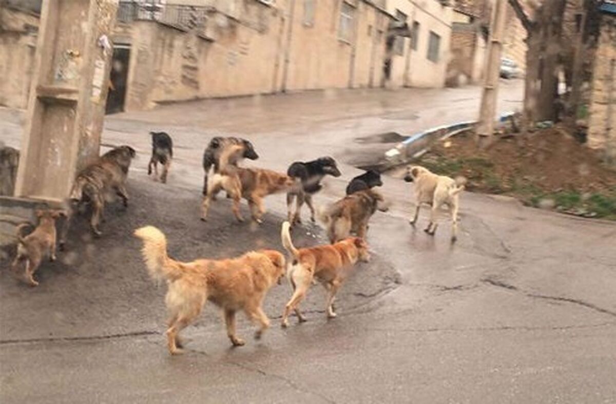 حمله سگ ولگرد به شهروند تهرانی
