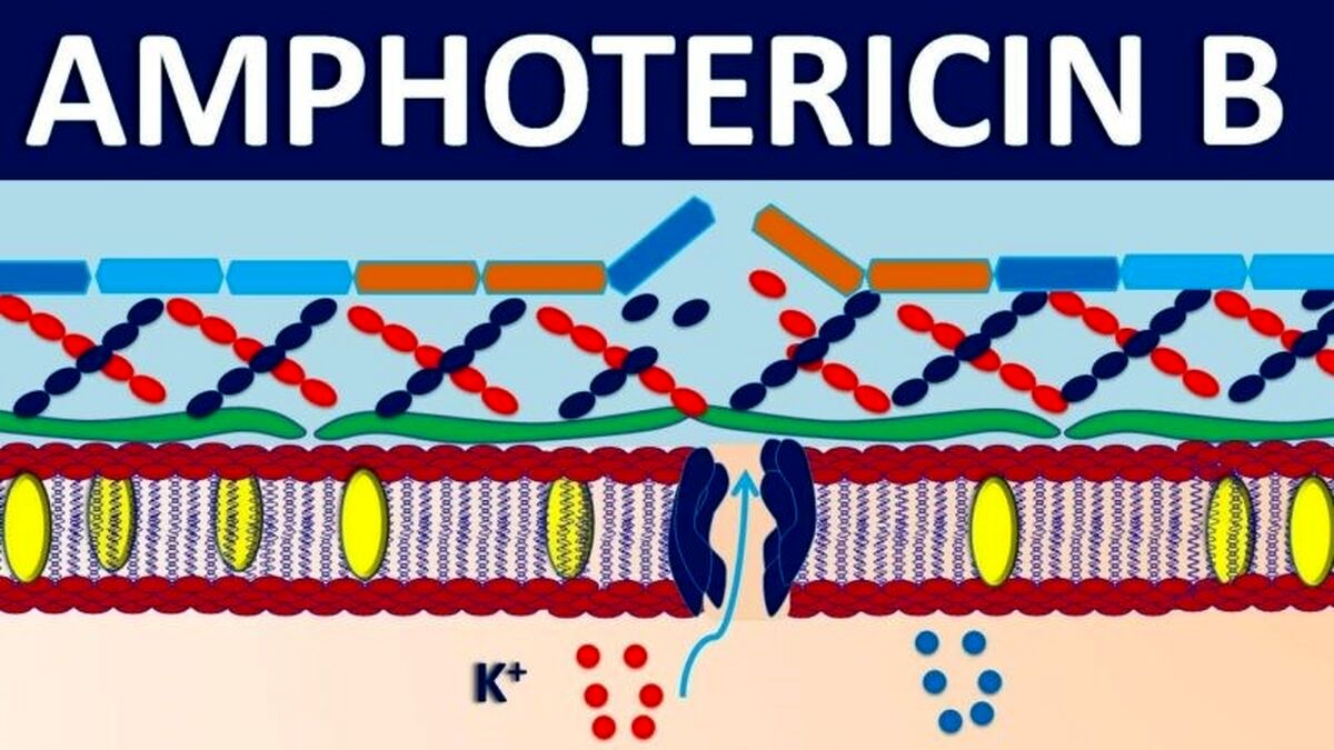  آشنایی با آمفوتریسین B و کاربرد های آن
