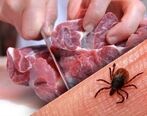 تب کریمه کنگو بار دیگر در حال گسترش!| قربانی گرفت