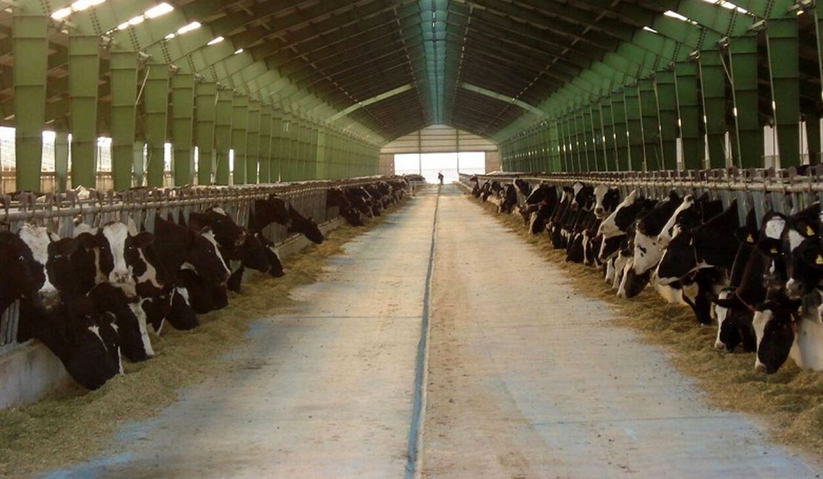 اتفاق وحشتناک برای دام های نارس| پرورش دام دیگر صرفه افتصادی ندارد