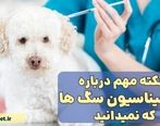 3 نکته مهم درباره واکسیناسیون سگ ها که نمیدانید