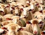 قیمت گوشت و دام زنده چند؟| تأثیر حذف ارز ترجیحی بر قیمت گوشت