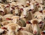 قیمت گوشت و دام زنده چند؟| تأثیر حذف ارز ترجیحی بر قیمت گوشت