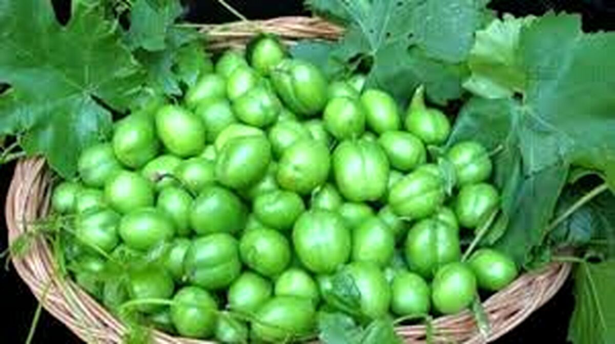 گوجه سبز برای چه کسانی مضر است؟