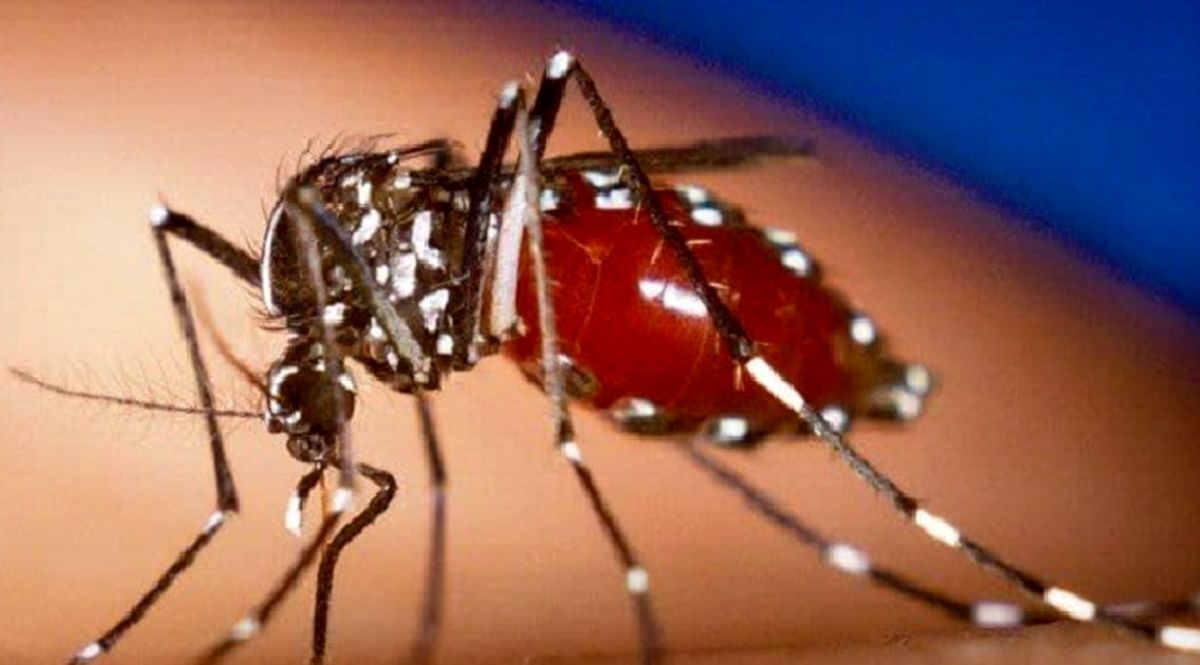 فیلم ورود  پشه خطرناک به بندرعباس| مردم مراقب باشند