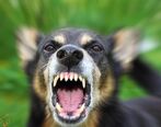 حمله هولناک سگ بی صاحب به مرد آملی
