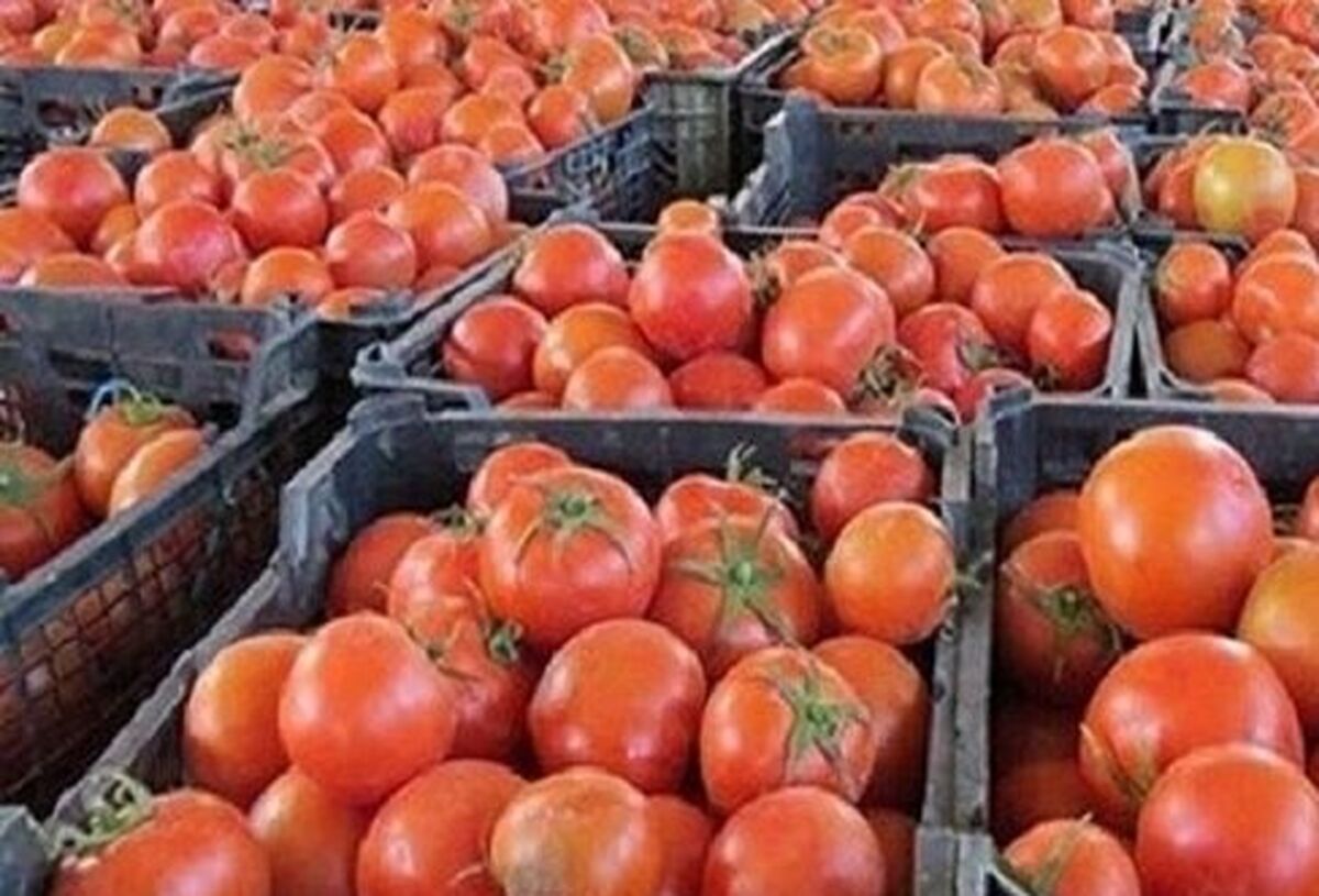 صادرات گوجه کیلویی 170 تومان به سوریه
