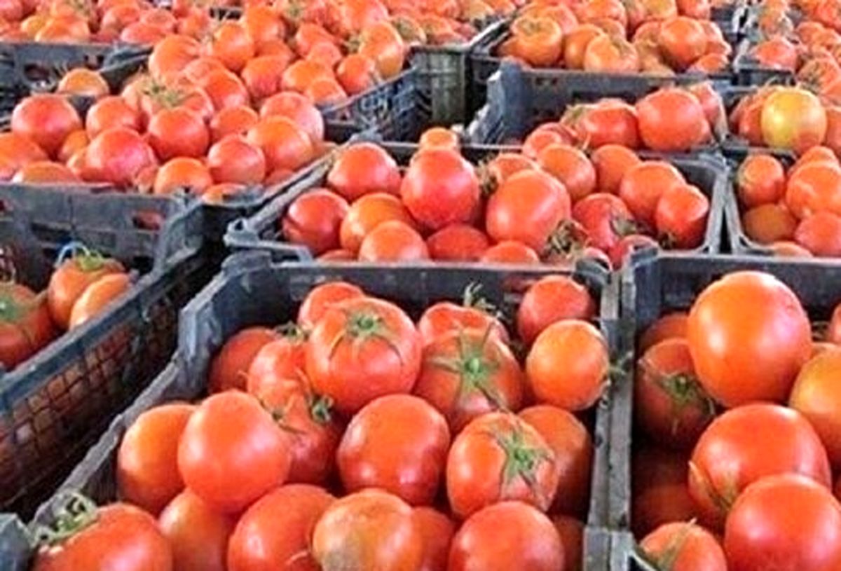 صادرات گوجه کیلویی 170 تومان به سوریه