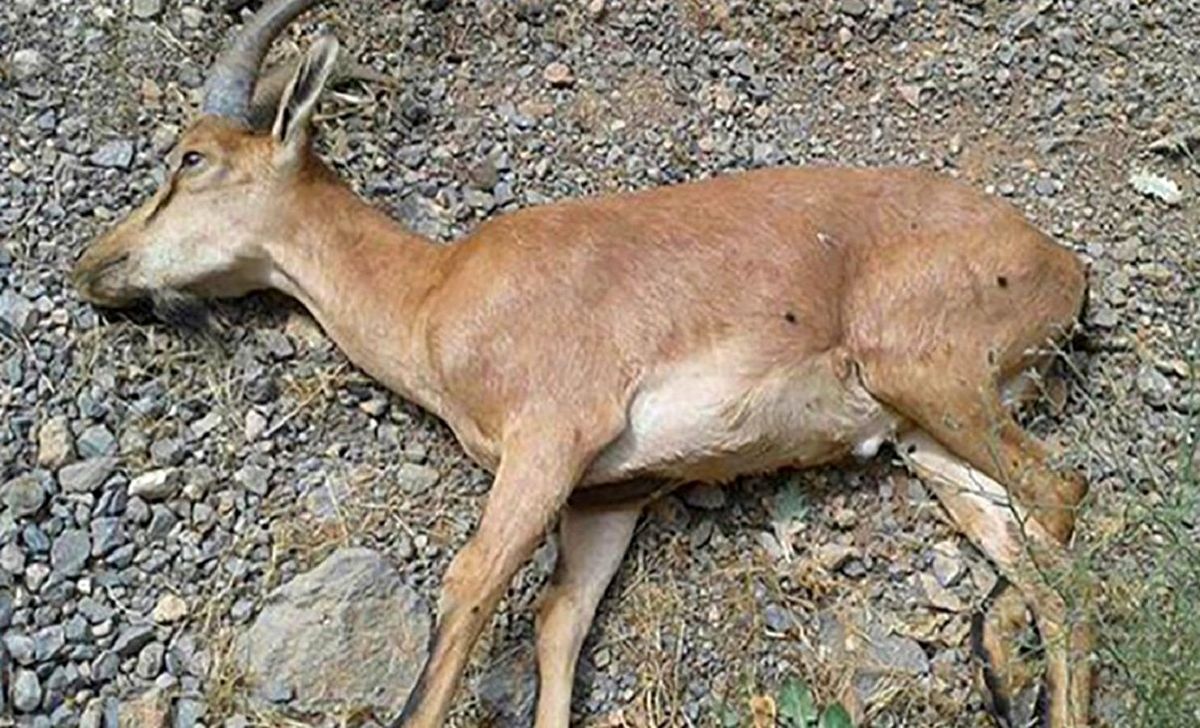 فیلم وحشتناک طاعون مرگبار در مازندران| حمله مرگ به نشخوارکنندگان