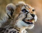 «پیروز» نمی تواند به طبیعت برگردد |  حافظ ژن می تواند باشد