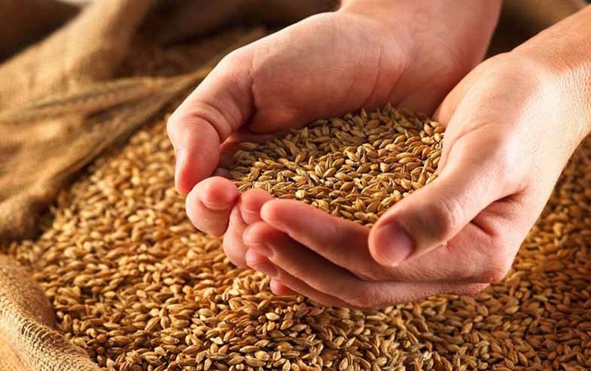  آلودگی گندم های وارداتی از روسیه به ایران حقیقت دارد؟